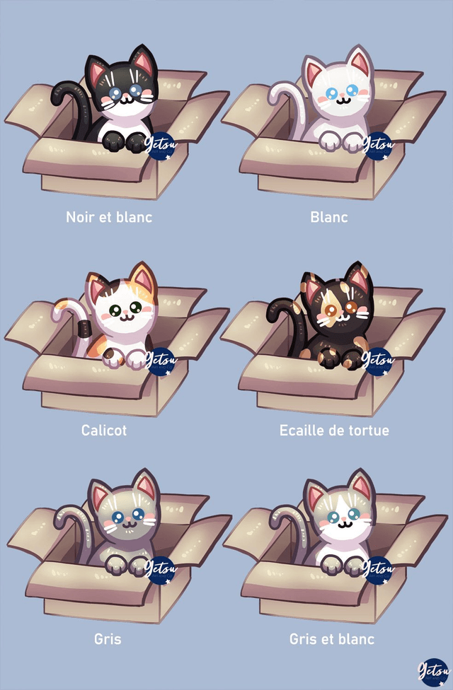Stickers 12 chats dans des cartons, à choisir